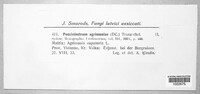 Pucciniastrum agrimoniae image